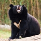 Microsoft Creates Website Documenting the Horrors of Bear Bile Farming