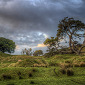 Microsoft Launches New Zealand Landscapes: One Tree Hill Theme – Free Download