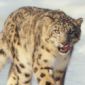 Microsoft: Snow Leopard Can't Roar
