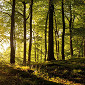 Microsoft’s Free Forests Panoramic Theme Released for Download
