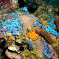 Mid-Depth Corals May Replenish Surface Ones