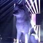 Miley Cyrus Has Giant Statue Made of Dead Dog Floyd, Sings to It During Concert