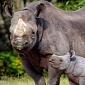 Military Aircraft Sent to Protect Africa's Rhinos