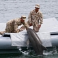 Military-Trained “Killer” Dolphins Allegedly on the Loose in the Black Sea