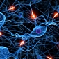 “Mini-Neural Computers” Documented in the Human Brain