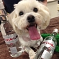 Miracle Vodka Cure Saves Dog's Life After Ingesting Coolant