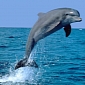 Missiles No Longer Threaten Dolphins in Cardigan Bay, Wales