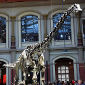'Missing Link' to Sauropods Discovered