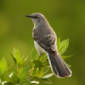 Mockingbirds Recognize Humans They See Often