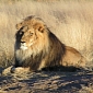 Modern Technology Helps the African Lion King Send Text Messages