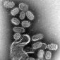 Molecule Shows Promise in Reducing Flu Deaths
