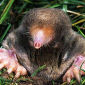 Moles' Adaptations to Living Underground