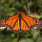 Monarch Butterflies Have 'GPS' in Their Antennas