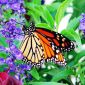 Monarch Butterflies Treat their Offspring with Medicinal Plants