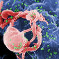 Monkey HIV-Like Virus Is Extremely Old