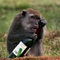 Monkey Is Very Fond of Wine, Drinks a Bottle of Cabernet Sauvignon