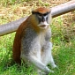 Monkey Killer Thinks of Himself as “a Nice Guy”