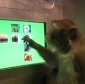 Monkeys Have Meta-Cognition!