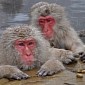 Monkeys Near Fukushima Have Surprisingly Low Blood Cell Counts
