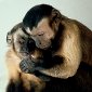 Monkeys Sense Injustice as Well