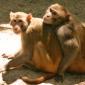 Monkeys Share 93% of Their Genes with Us