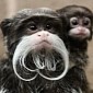 Monkeys at Belfast Zoo Sport the Coolest Moustaches Ever