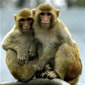 Monkeys Keep Turning Out to Be Smarter than People Think They Are