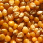 Monsanto to Create 'Drought-Resistant' Corn by 2010