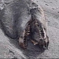 Monster Mystery Animal Carcass Washes Up on New Zealand Shore - Video