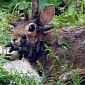 Monster Rabbit with Horns Growing Out of Its Head Is Spotted in Minnesota