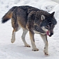 Montana and Idaho Are Keen on Reducing Wolf Population
