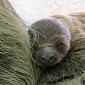 Month-Old Baby Sloth Thriving at Zoo Budapest