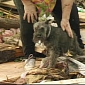 Moore Tornado: Survivor Shocked to Find Dog Alive During Interview