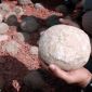 More Than 100 Eggs of Huge Sauropod Dinosaurs Discovered In India