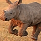 Mortally Wounded Mother Rhino Leads Its Calf to Safety Before Dying