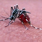 Mosquitoes Play Favorites, Bite Some People More Often than They Do Others