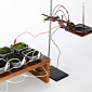 Moss Could One Day Be Used to Power Gadgets, Maybe Even Homes