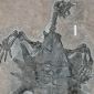 Most Primitive Turtle Found in China