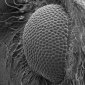 Moth Eyes and Cicada Wings for the Solar Cells and Windows of the Future
