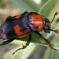 Mother Beetles Kill and Eat Annoying Offspring That Ask for Too Much Food