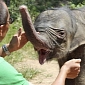 Mother Elephant Attacks Her Calf, Nearly Stamps Him to Death