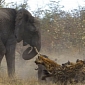Mother Elephant Fights a Pack of Hyenas, Saves Her Injured Calf