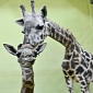 Mother Giraffe Gives Birth to Her 18th Calf, Sets New World Record
