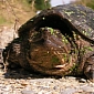 Mother Snapping Turtle Beaten to Death in Delavan, Wisconsin
