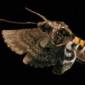 Moths' Wings Are Flexible During Flight