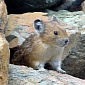Mountain Bunny of the Rockies Now Close to Extinction
