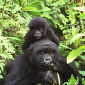 Mountain Gorillas Population Endangered, but Recovering