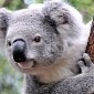 Mouth-to-Mouth Resuscitation Saves Koala Hit by a Car