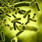 Mutant E. Coli Bacteria Are 750 Times Bigger than Normal