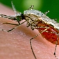 Mutant Mosquitoes Lose Their Taste for Human Blood